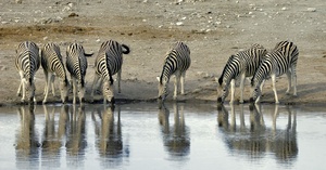 Zebras, ND