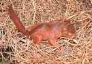 junges Eichhörnchen ND
