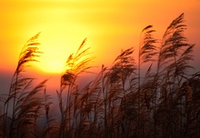 Sonnenuntergang im Schilf