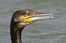 Kormoran