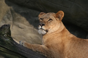 ZO Hagenbeck