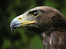 Adler beim Beutesuchen ZO