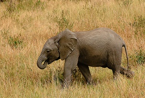 ND / Elefantenbaby