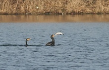 Kormoran beim Fischfang ND.