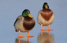 Stockente