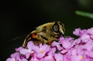 Biene auf Sommerflieder