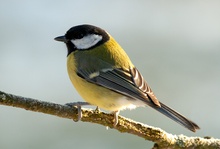 Kohlmeise (Parus major)