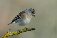 Bergfink (Fringilla montifringilla)