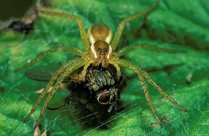 Gerandete Jagdspinne (Dolomedes fimbriatus), Jungtier mit erbeuteter Fliege