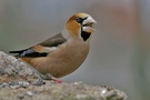 Kernbeißer (Coccothraustes coccothraustes) (KD)