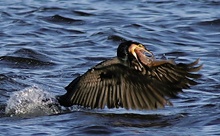 ND Kormoran beim Fischen