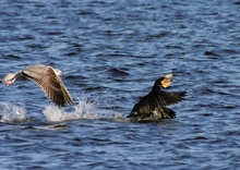 ND Kormoran beim Fischen