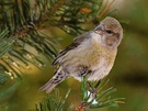 Fichtenkreuzschnabel ( Loxia curvirostra )
