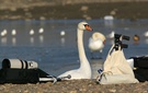 Höckerschwan