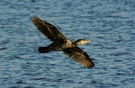 Kormoran