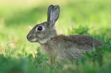 Wildkaninchen (ND)