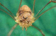 Weberknechte (Opiliones), ND