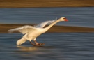 Höckerschwan