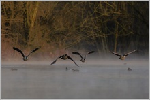 Kanadagans (Branta canadensis)