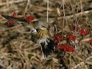 Wacholderdrossel (Turdus Pilaris) - ND