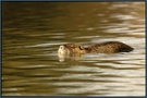 Nutria