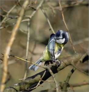 Blaumeise putzt sich - ND