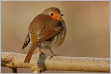 Rotkehlchen (Erithacus rubecula)