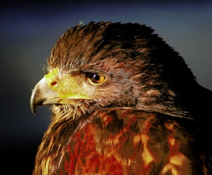 ZO :      Harris-Hawk