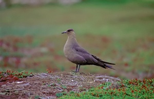 Schmarotzerraubmöwe ND