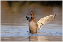 Stockente (Anas platyrhynchos)