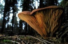 Samtfußkrempling (Paxillus atrotomentosus)