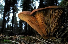 Samtfußkrempling (Paxillus atrotomentosus)