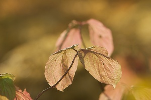 Blätter im Herbst IV