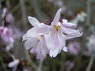 Abeliophyllum distichum ND