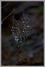 Spinnennetz ND