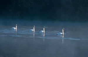 Höckerschwan ND