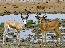 Springbock und Impala