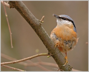 Kleiber (Sitta europaea)