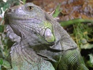 Iguana iguana ZO