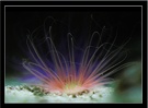 Seeanemone ZOO