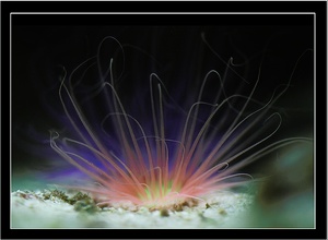 Seeanemone ZOO