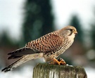 Turmfalke (Falco tinnunculus)