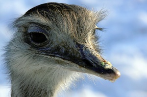 Emu-Portrait ZO