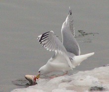 Silbermöwe mit Flussbarsch