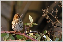 Singdrossel (Turdus philome)