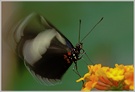 Sara-Passionsfalter (Heliconius sara)