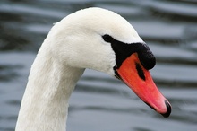 Höckerschwan