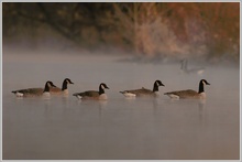 Kanadagans (Branta canadensis)