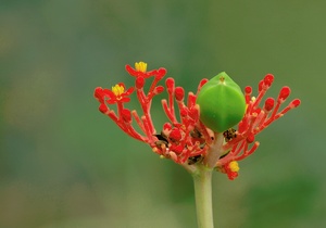 ND / Unbekannte Blüte