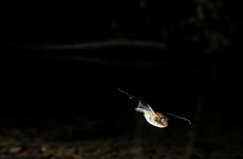 Wasserfledermäuse (Myotis daubentonii)